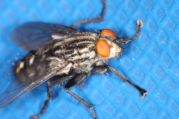 Macro chalet aout 09 - 114